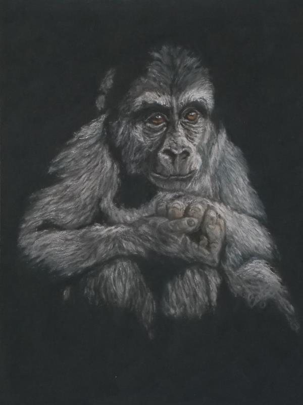 Young Gorilla in Thought