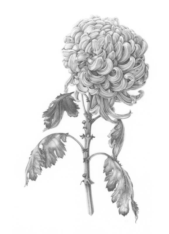 Chrysanthemum 