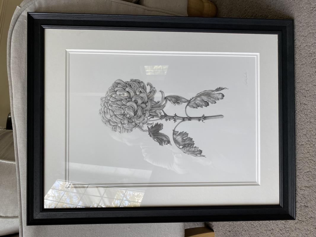 Chrysanthemum 