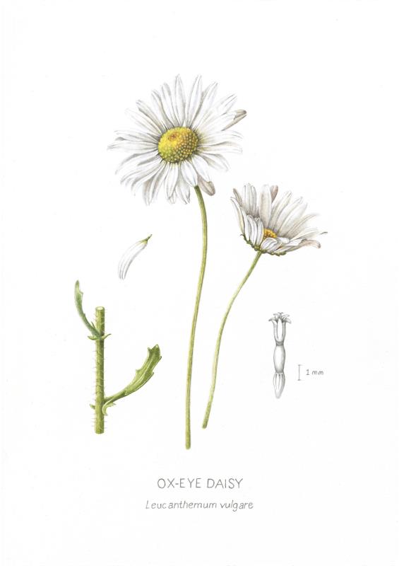 Ox-Eye Daisy 