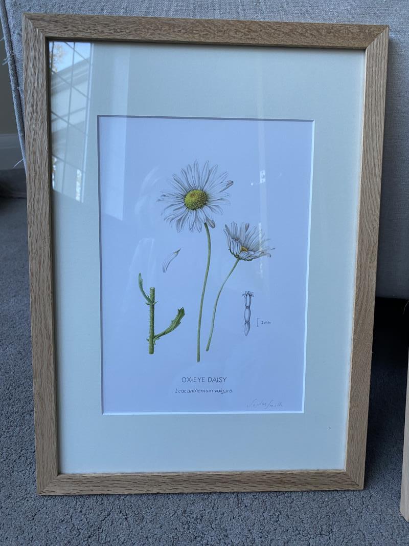 Ox-Eye Daisy 