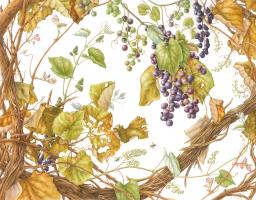 Wild Fox Grapes