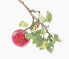 Malus domestica ‘Lord Lambourne’