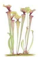 Sarracenia oreophila var. ornata