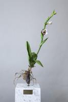 Ophrys apifera