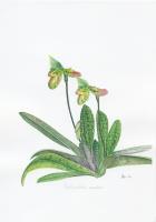 A Study of Paphiopedilum venustum
