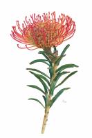 Leucospermum cordifolium (Pincushion Protea)