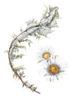 Berkheya cirsiifolia - Silver thistle