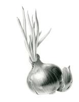 Red onion in graphite