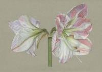 Hippeastrum Pink White