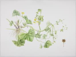 Caltha palustris L.