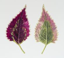 Coleus El Brighto