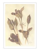 Capsules of Iris versicolor L. (1)