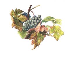 Rondo Grape