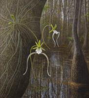 The Ghost Orchid - Dendrophylax lindenii