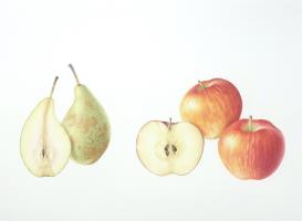 Malus domestica 'Santana', Pyrus communis 'Conference'