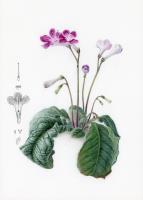 Cape Primrose
