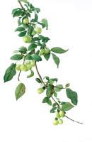 unripe crabapples