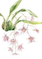Swaying Whisper