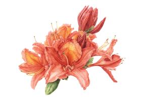 Rhododendron japonicum (Blume) C.K.Schneid.