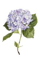 Hydrangea