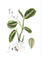 Maranta leuconeura Tricolor