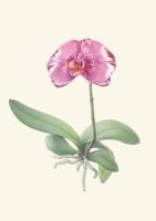 Singolo: The Bloom That Captures the Heart