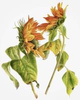 Sunflower arrangement /No matter what love will save the world
