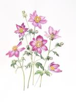 Anemone arrangement