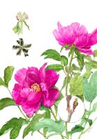 Tree peony