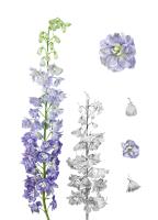Delphinium Elatum