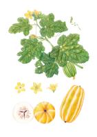 Cucumis melo L.