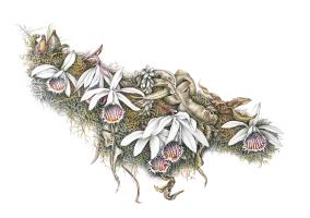 Pleione humilis