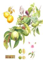 Chaenomeles sinensis Koehne
