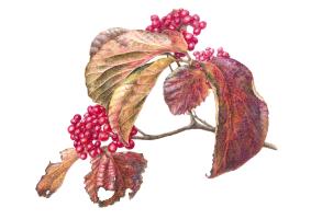 Viburnum dilatatum