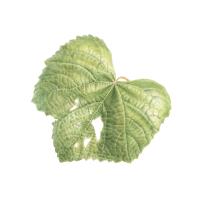Vitis vinifera