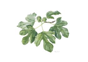 Fig Branch
