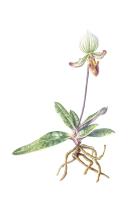 Paphiopedilum 'Memoria Helene Colbert'