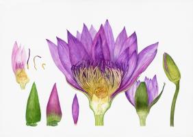 Enchanting pollen