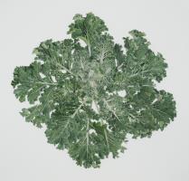 Brassica oleracea 'Frost Byte'
