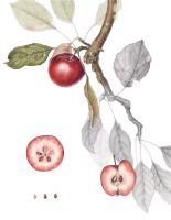Niedzwetzky’s Apple