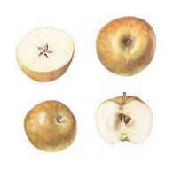 Golden Russet