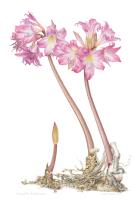 Amaryllis belladonna "March Lily"