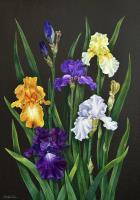 My Garden Irises