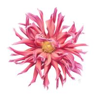 Dancing Dahlia