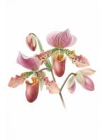 Paphiopedilum