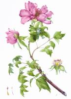 Paeonia suffructicosa