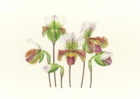 Paphiopedilum Hybrid