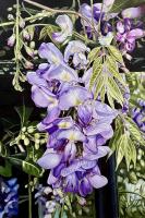 Wisteria 2