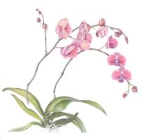 Pink Phalaenopsis